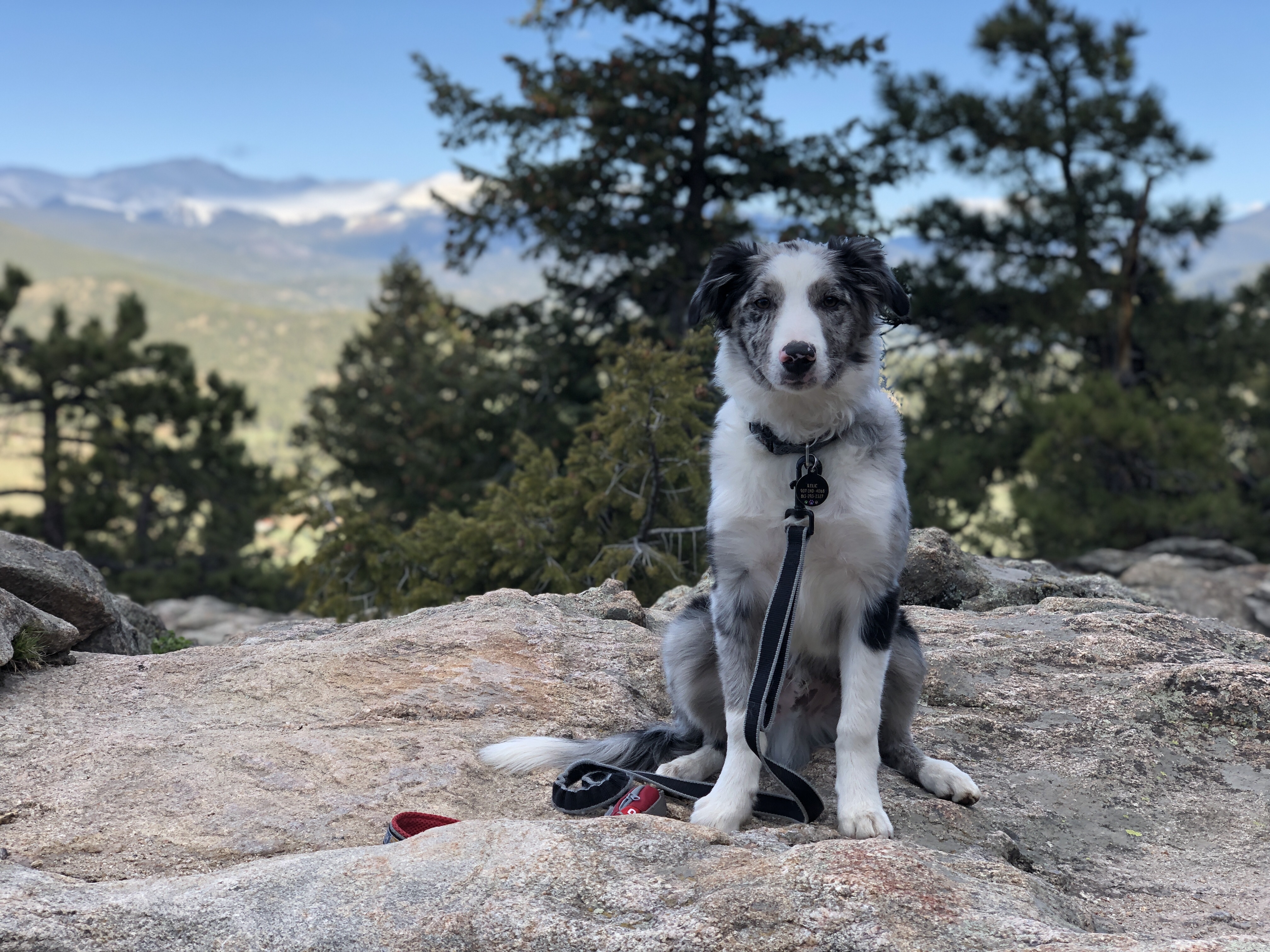 relic the border collie